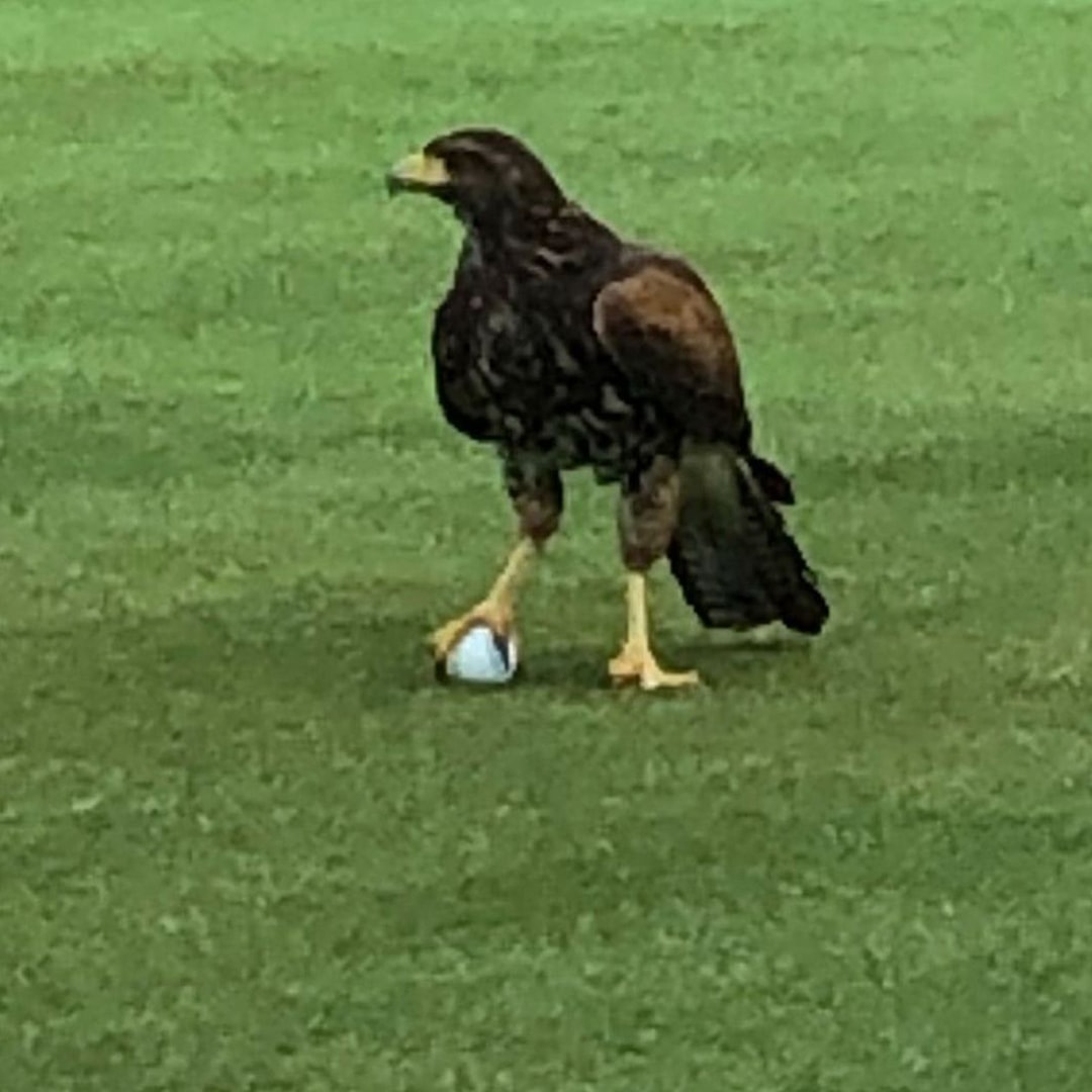 An eagel with its foot on a golf ball